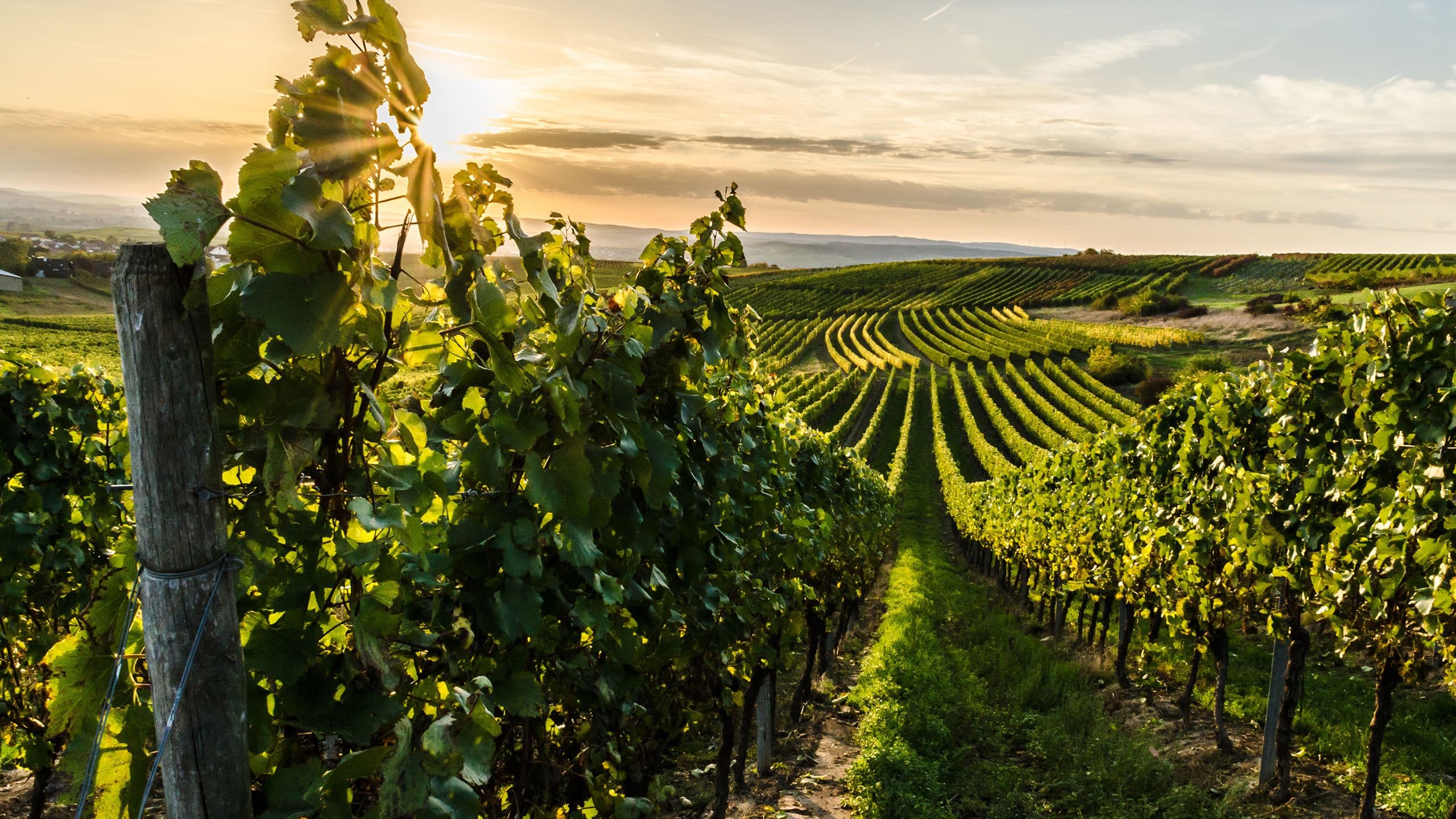 Hang eines Weinbergs in der Abendsonne