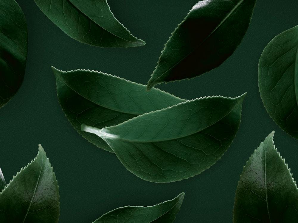 Melitta Avoury: Bildwelt der neuen Tee Marke von Melitta | Digitalagentur nexum